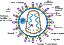 Schematic render of the Human immunodeficiency virus (HIV)